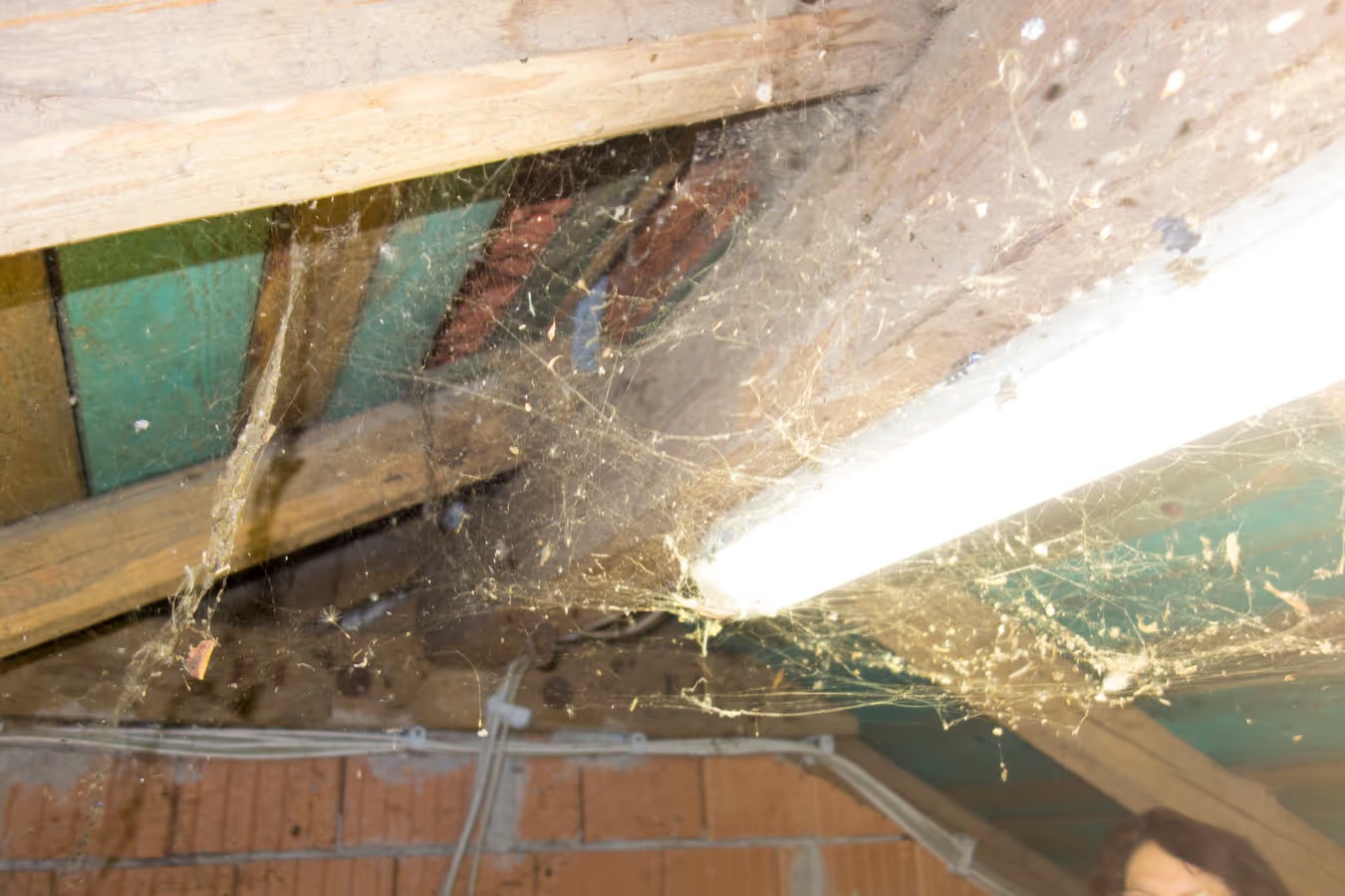 spider web removal hack