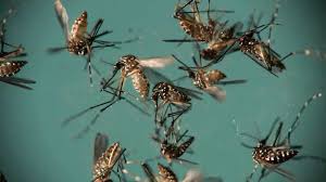 How do I get rid of mosquitoes in home