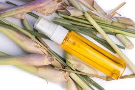 How do you get rid of mosquitoes in your house naturally