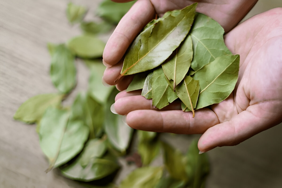 benefits of offering tej patta to Lord Ganesha