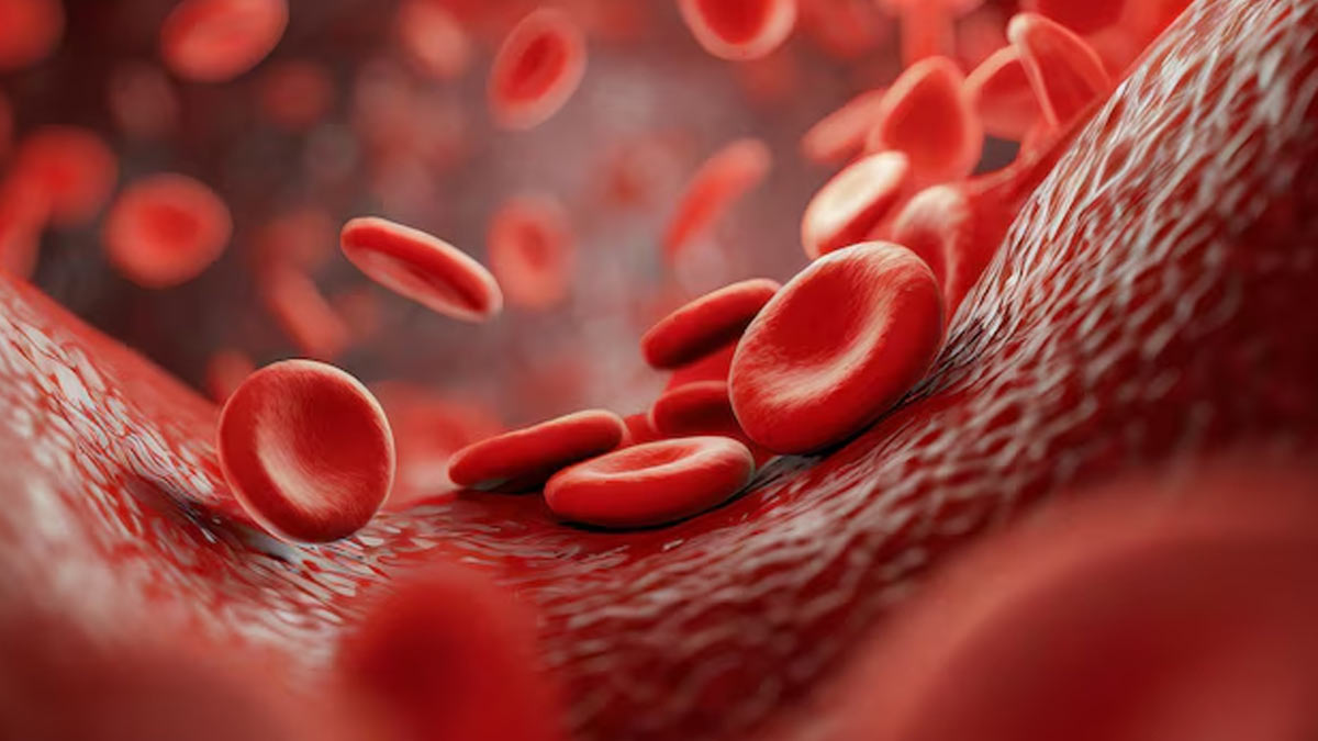 iron rich foods to increase hemoglobin and increase energy level