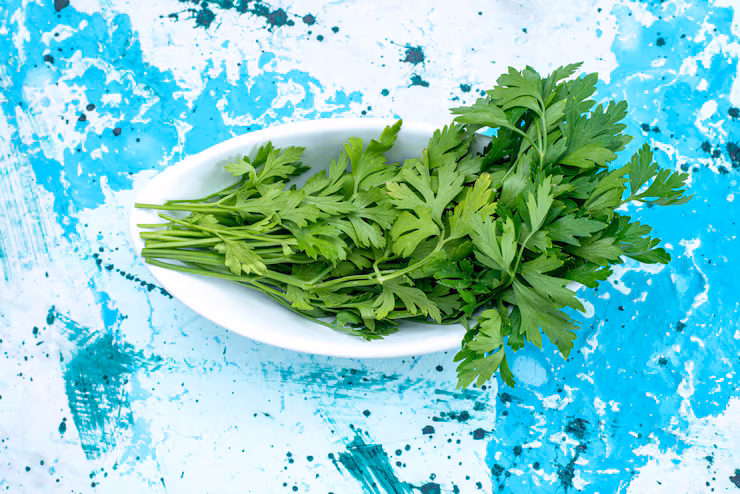 how to keep coriander fresh for long