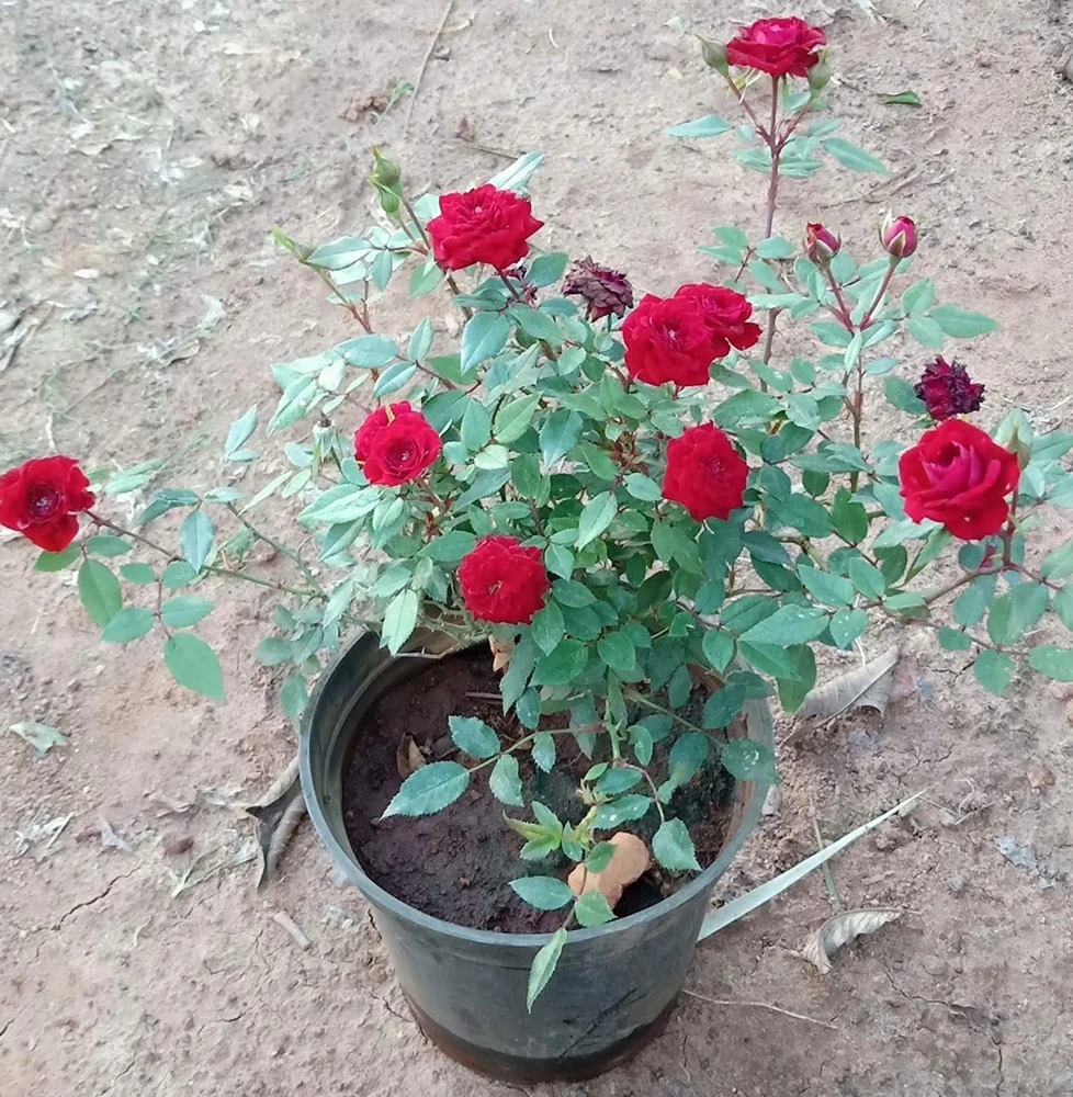How to increase flowering in rose plants naturally