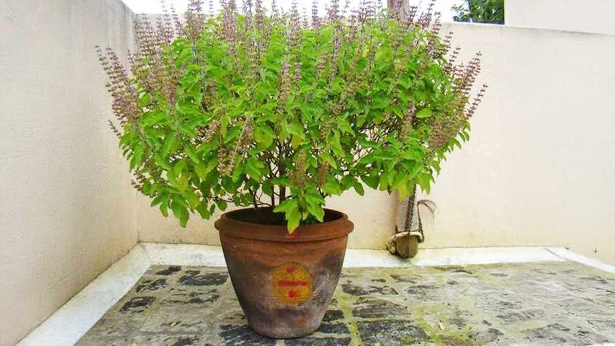 tulsi plant vastu tips