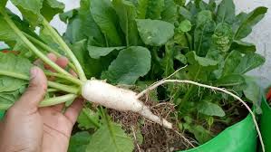 How to grow raddish