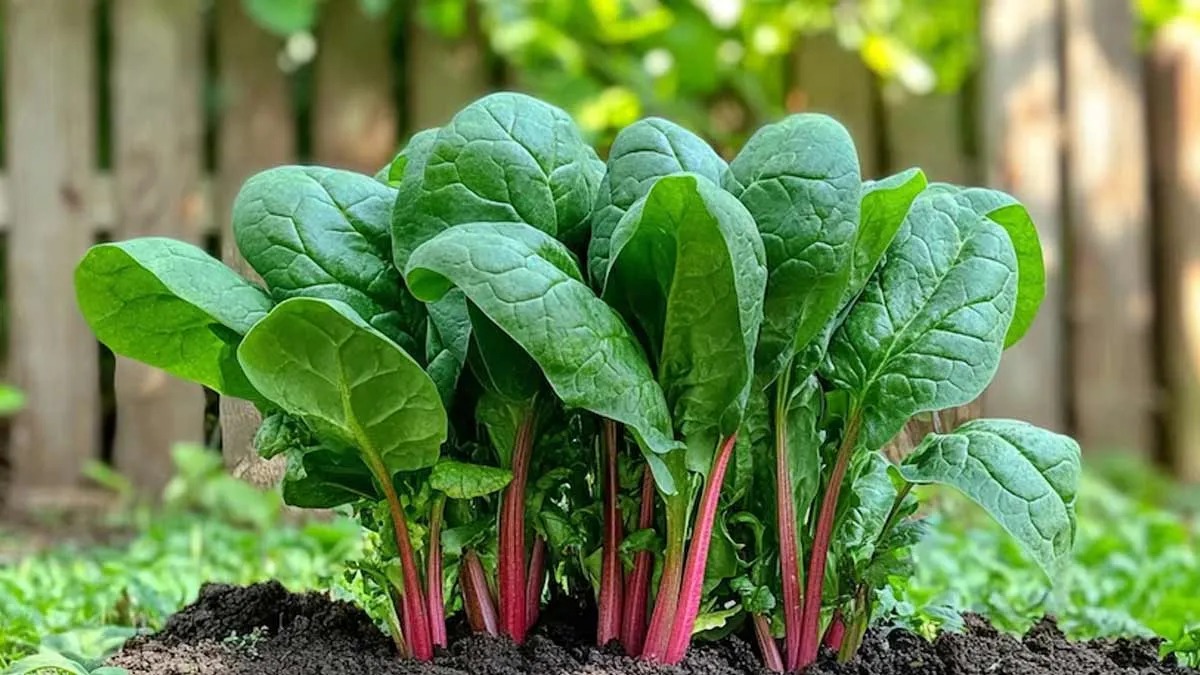 september is a variety of which crop