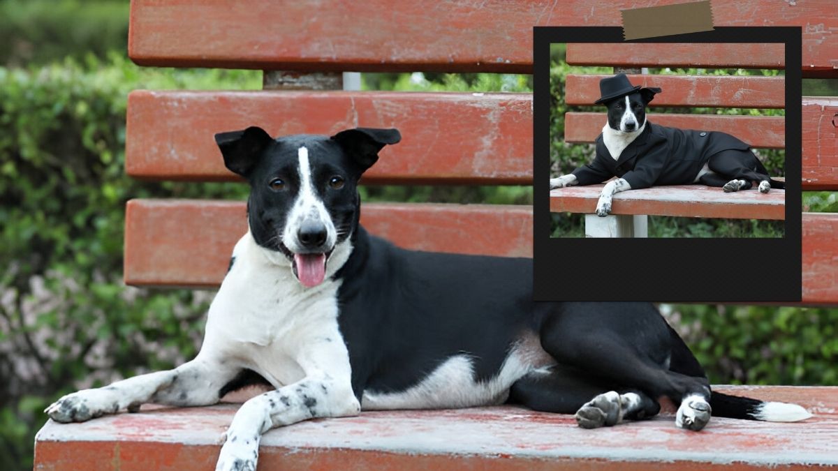 Pet dog cutest 3D Photo