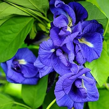 Clitoria Ternatea flowering tips