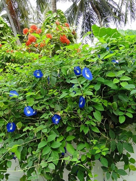 How to get more flowers from Aparajita plant