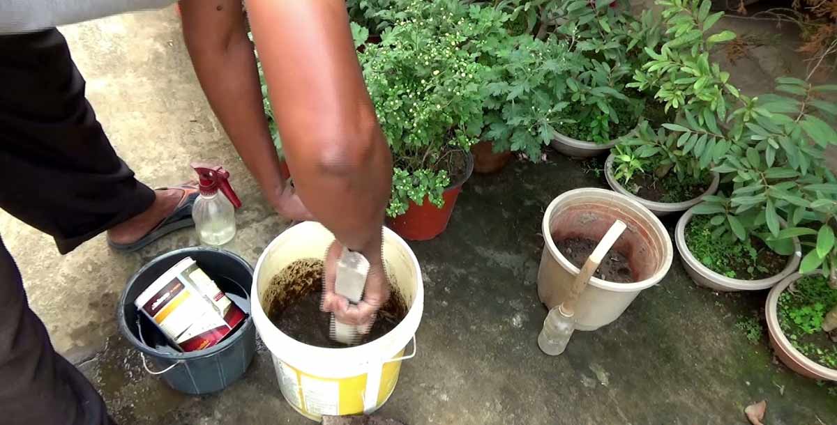 Natural ways to boost plant blooming