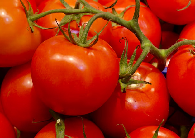 tomato