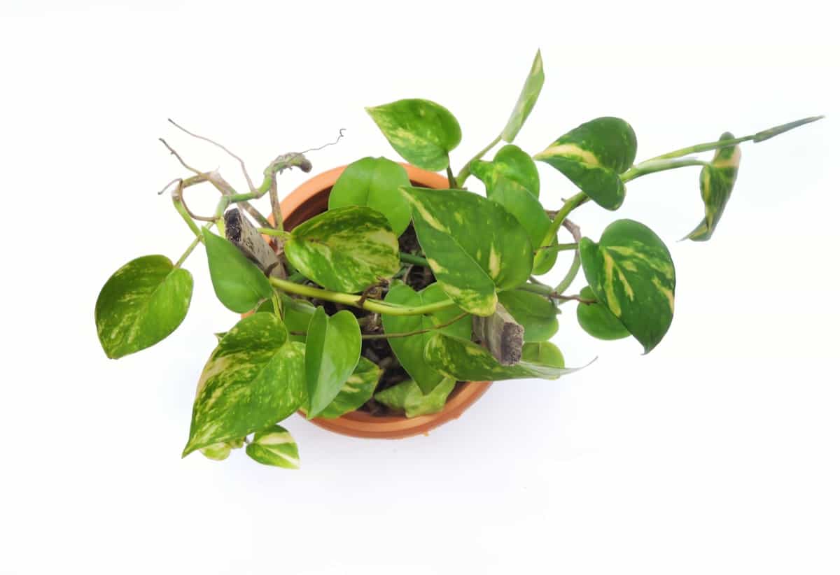 How to increase the size of money plant leaves