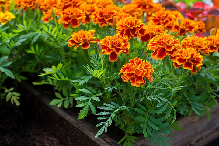 how to grow marigold plant with seed in pot