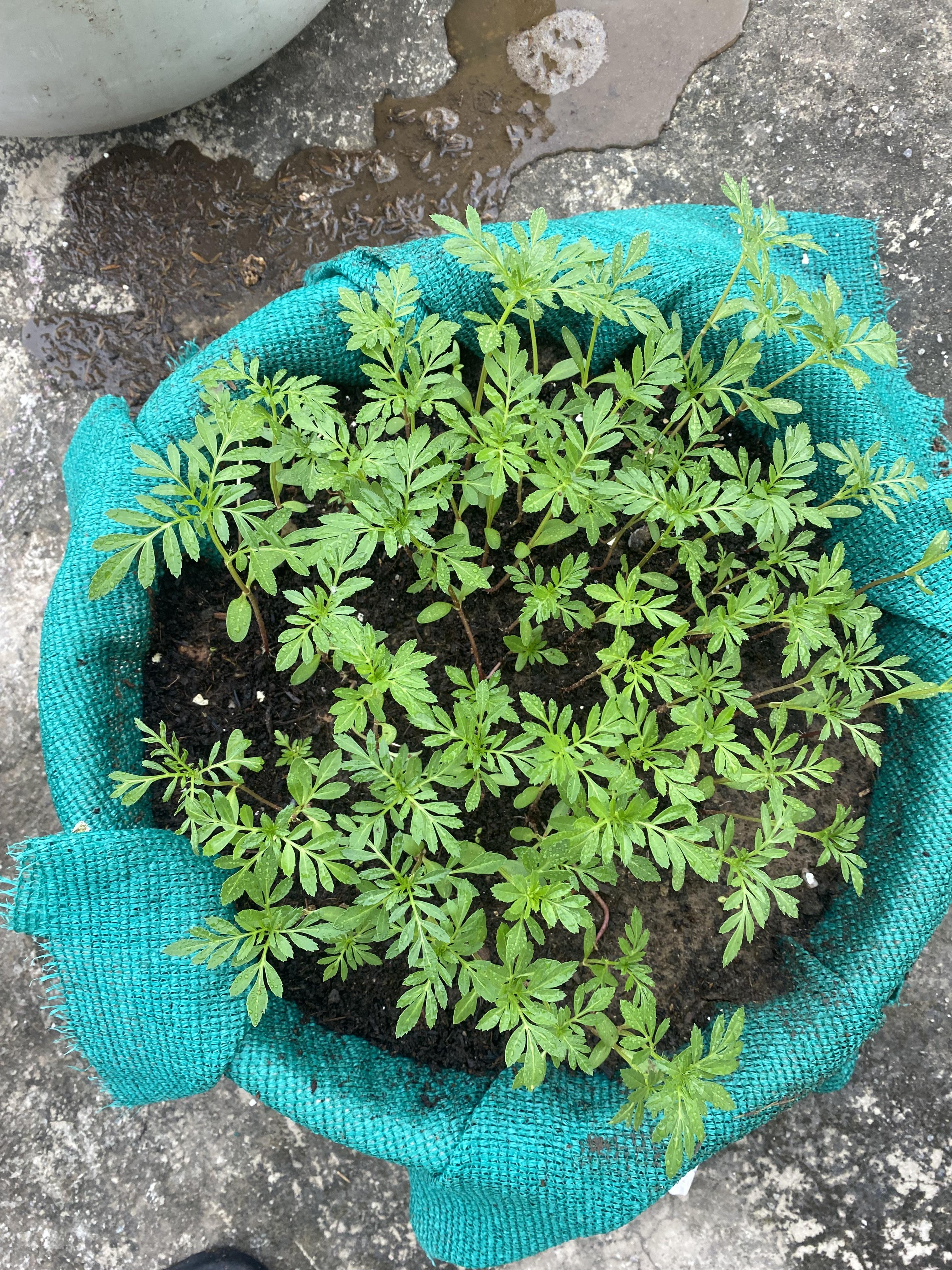 how to grow plant with seeds