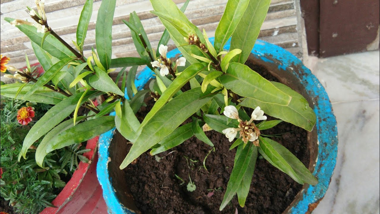 sukh shanti plant kaise grow karein