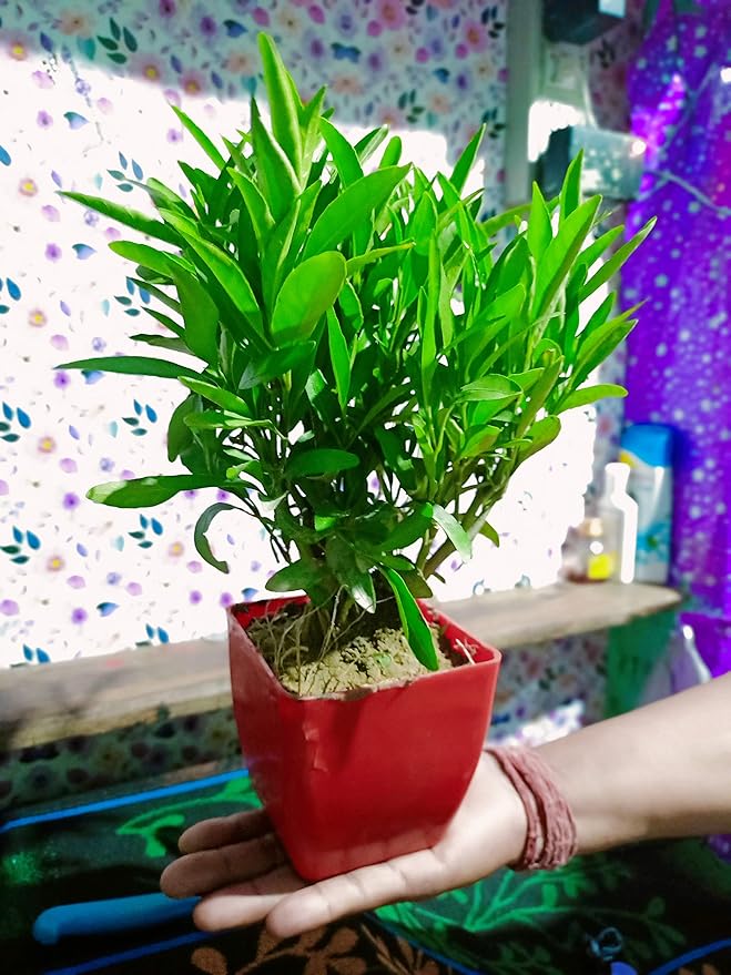 sukh shanti plant kaise grow karein tips