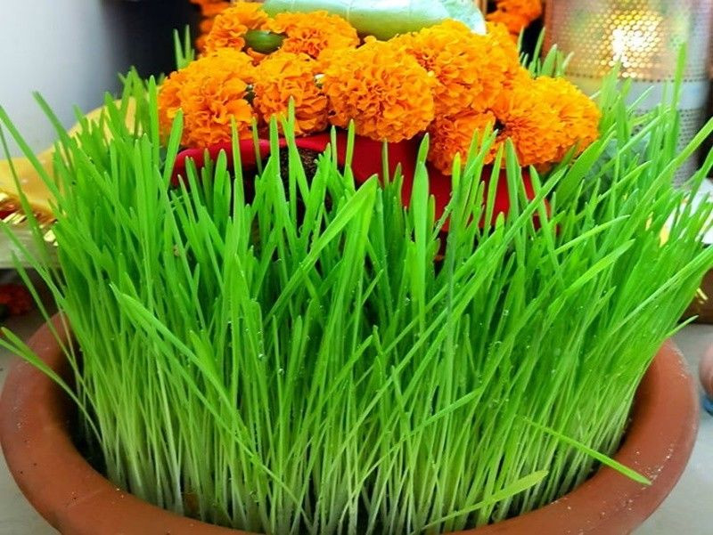 jaware kaise ugaye jate hain