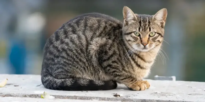 california-spangled-cat-outside-1600