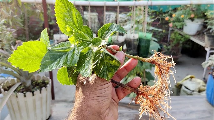 gardening with hibiscus