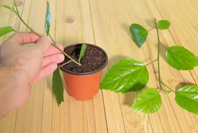 how to propagate hibiscus