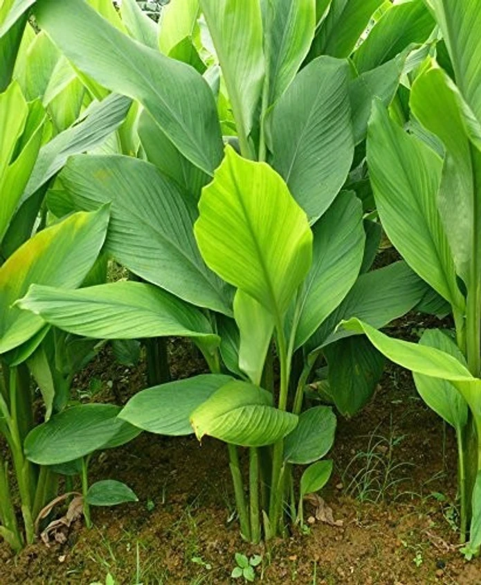 Does turmeric plant need full sun