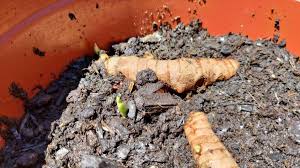 How long does it take for a turmeric plant to grow