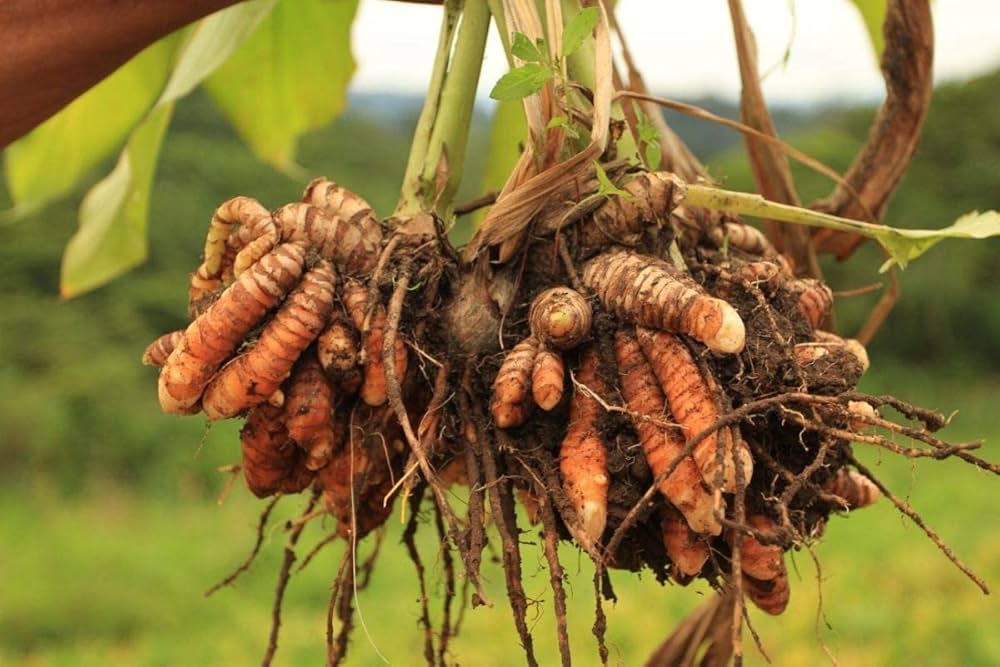 How to grow turmeric plants at home