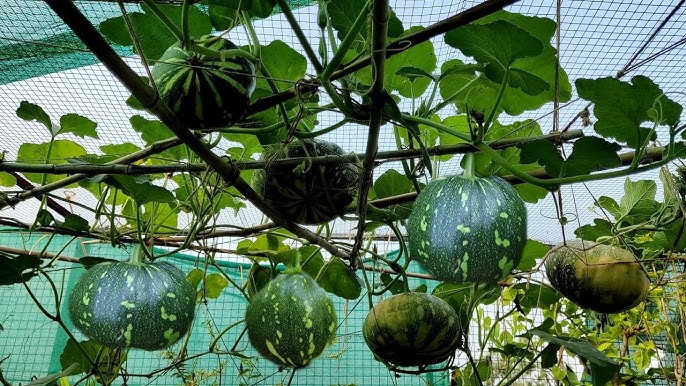 What is the quickest growing pumpkin