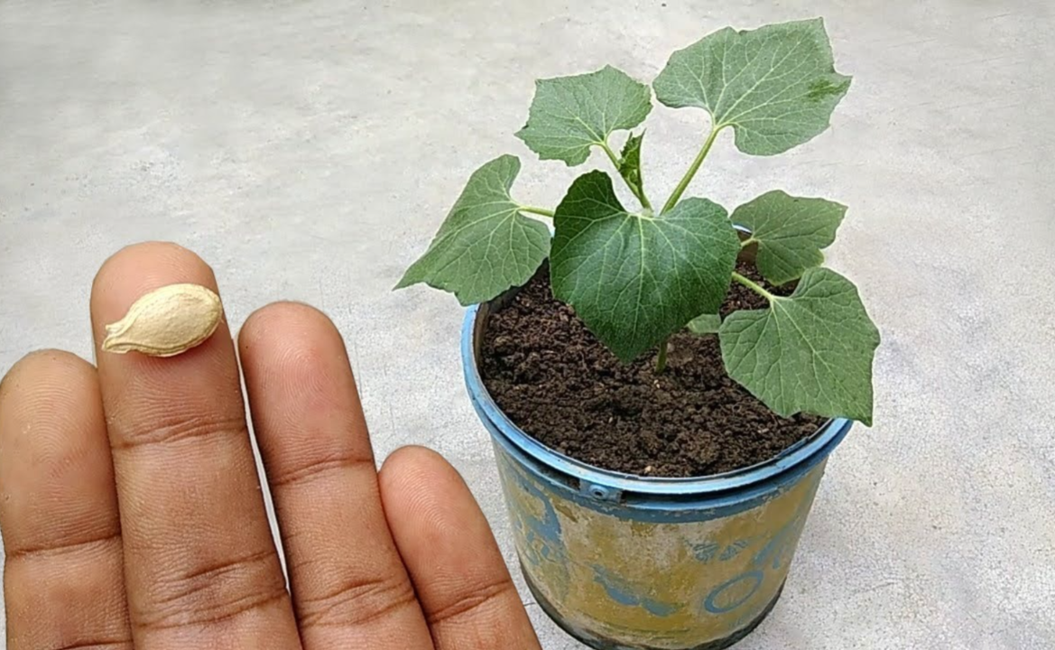 how to grow pumpkin plant with seeds