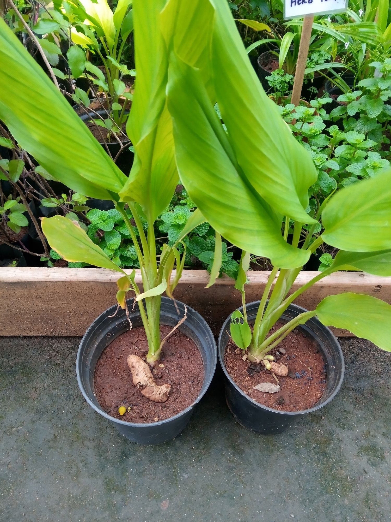 turmeric plant to grow in pot