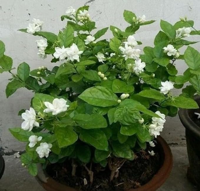 how to get more flowers in mogra plant