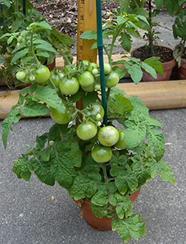 best fertilizer for tomato plants