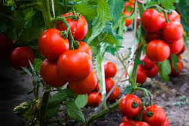 tomato plant pruning tips