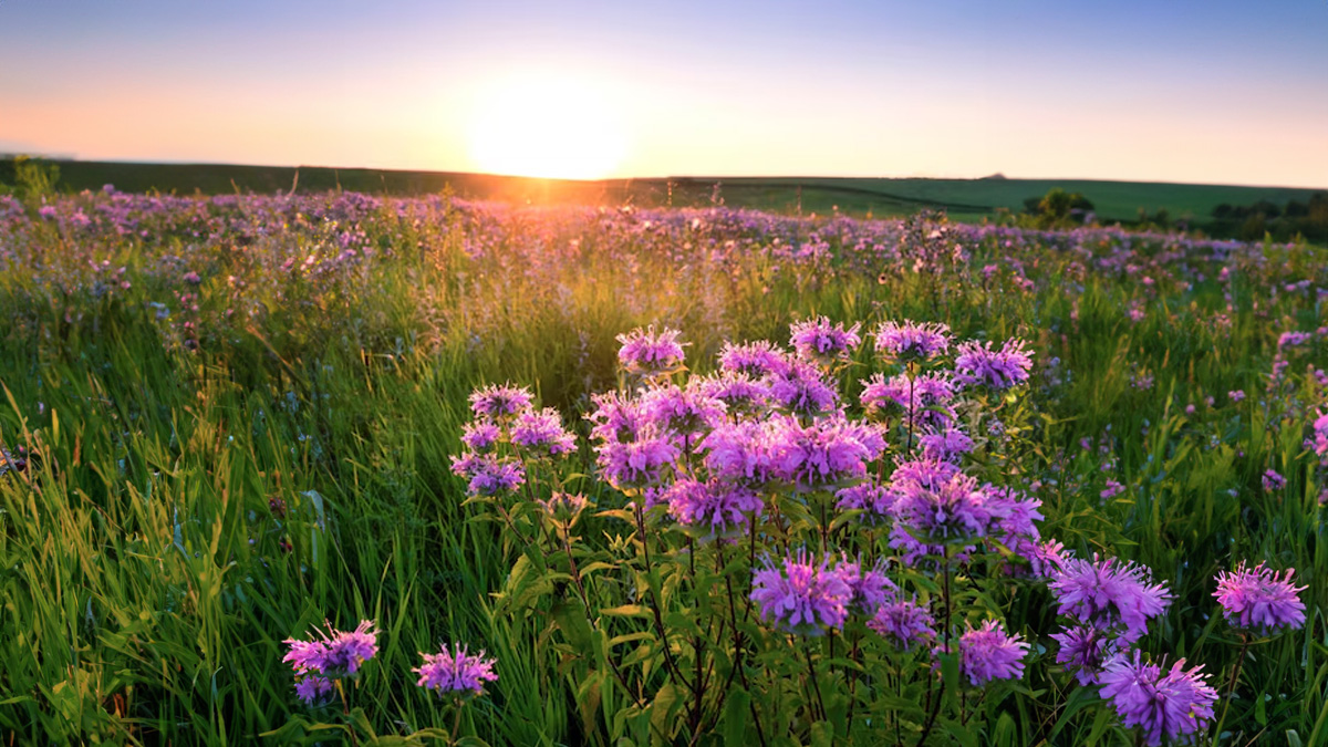Indian flower festivals