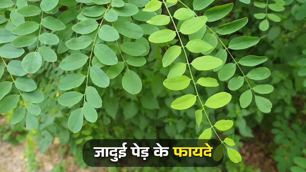 moringa miracle plant benefits and uses for health