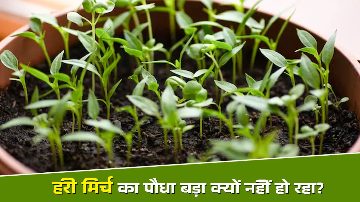 why my green chilli plant is not growing know reason and solution
