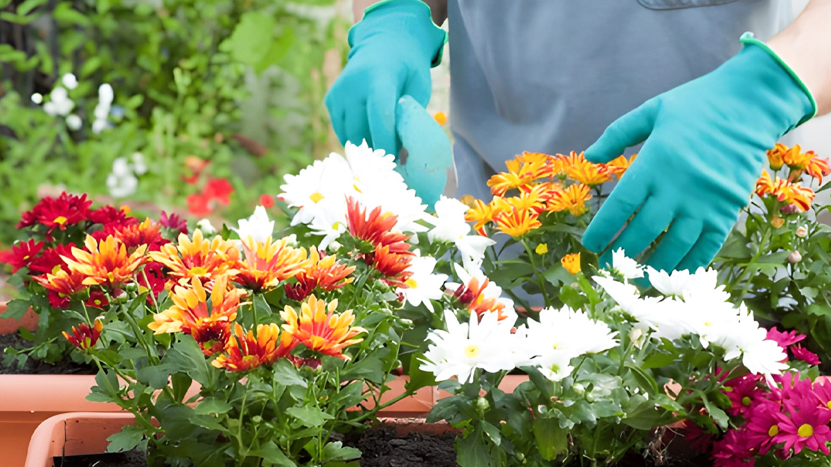 how to make chrysanthemums bloom