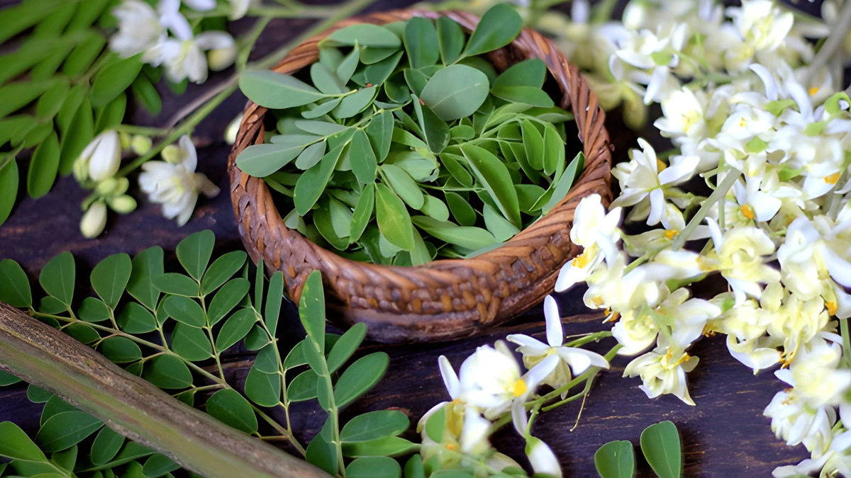 why moringa is called miracle tree