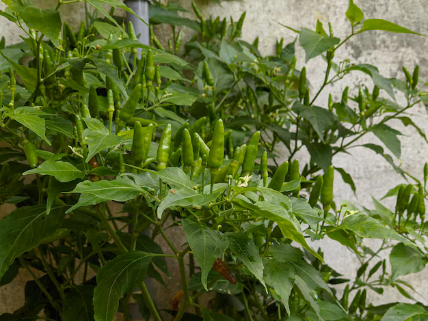 why my green chilli plant is not growing know reason and solution4
