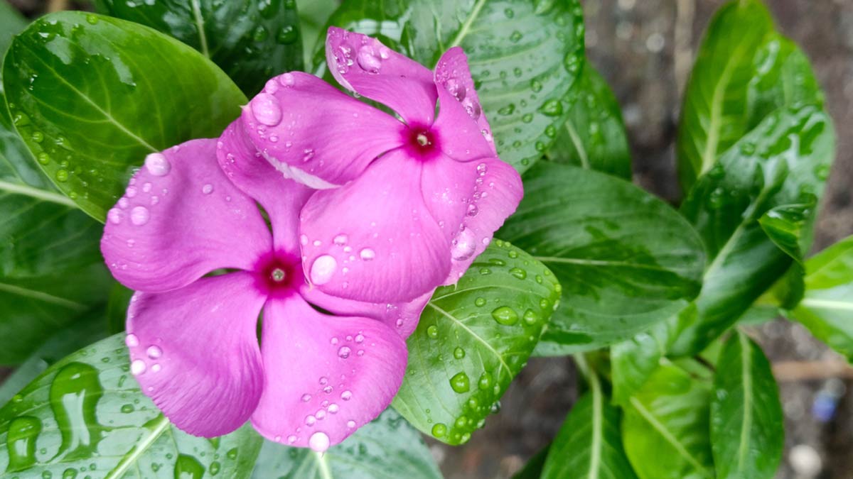 How does sadabahar help diabetes