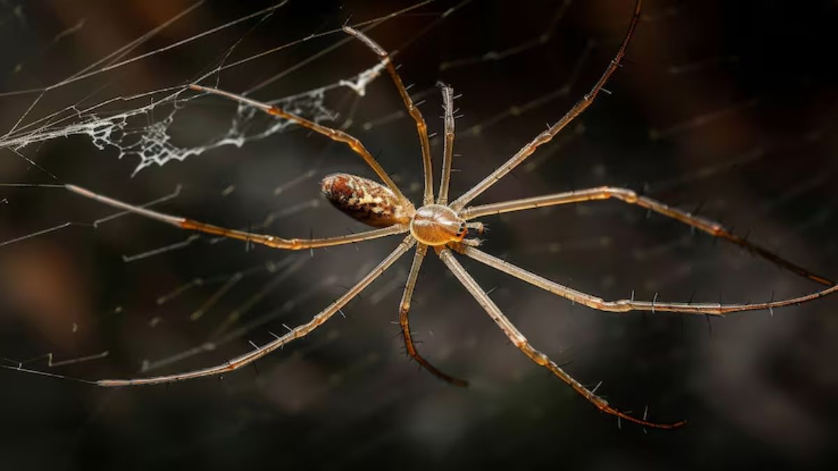 how to remove spider and jala from home (1)