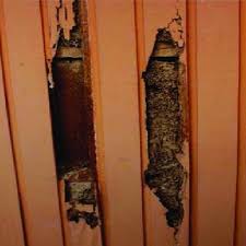 natural termite remedies