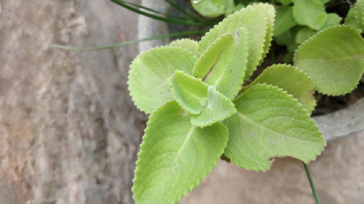 ajwain leaves tea health benefits for indigestion