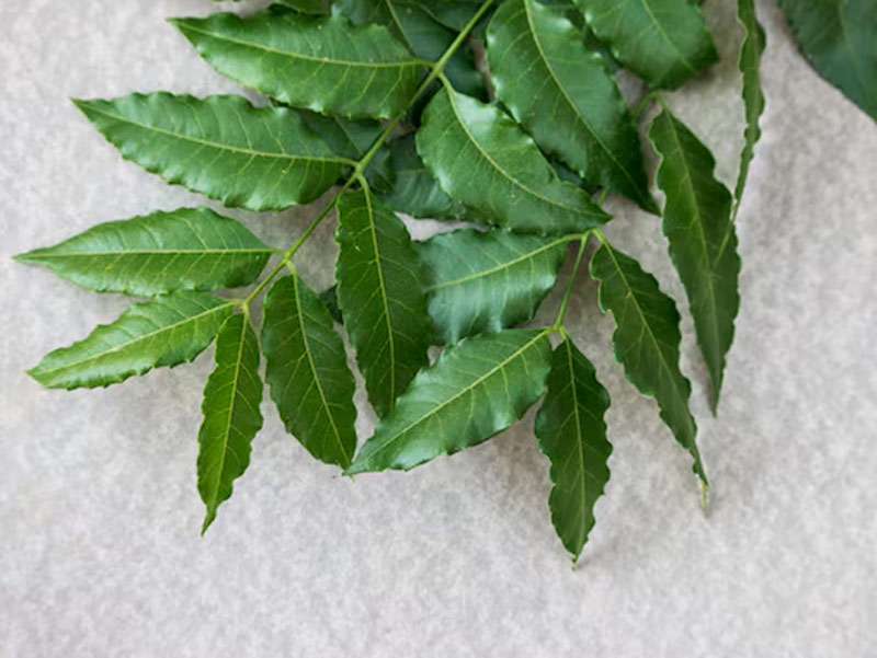 neem leaves for weight loss