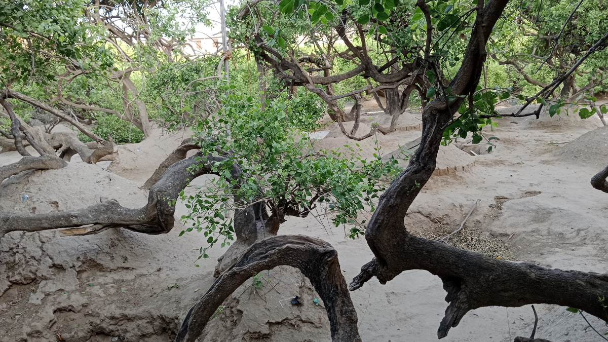 vrindavan ke van ki katha