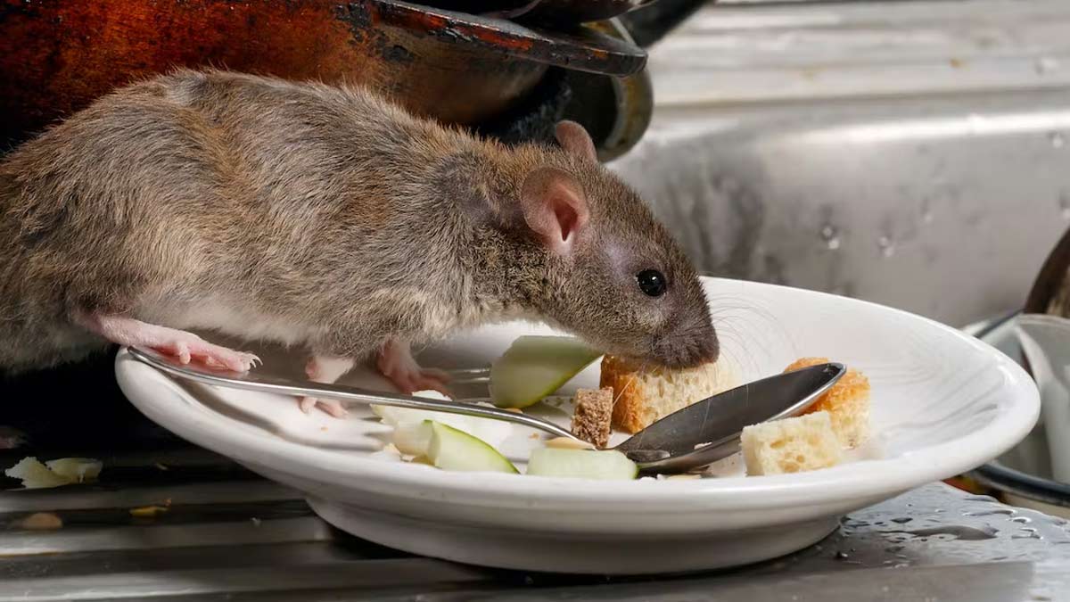 rat control home remedies