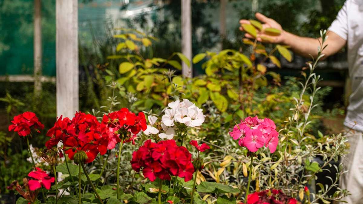 homemade plant food for flowering plants