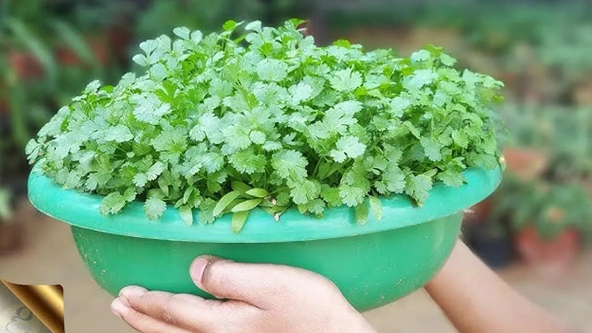 how to grow coriander at home