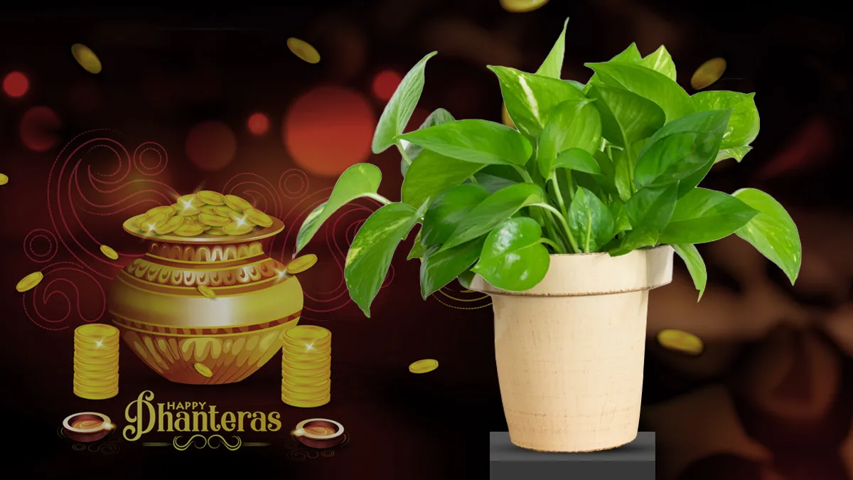money plant upay on dhanteras to please goddess lakshmi