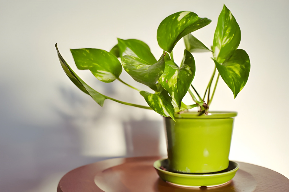 Dhanteras puja for good luck and prosperity